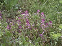 写真、ムラサキケマン