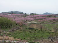 写真、新府のモモ2