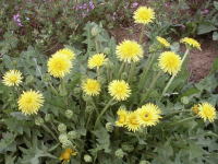 写真、ニホンタンポポ