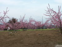 写真、八ヶ岳とモモ
