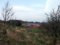 写真、八ヶ岳とモモ2