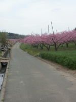 写真、新府のモモ4