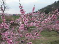 写真、新府のモモ3