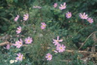 �ʐ^�A�R�X���X